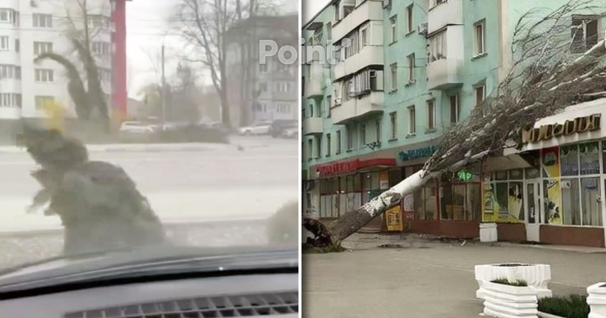 Un copac a căzut peste o clădire la Râbnița din cauza vântului puternic.