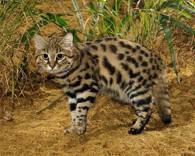 Самая смертоносная кошка на Земле обитает в Африке