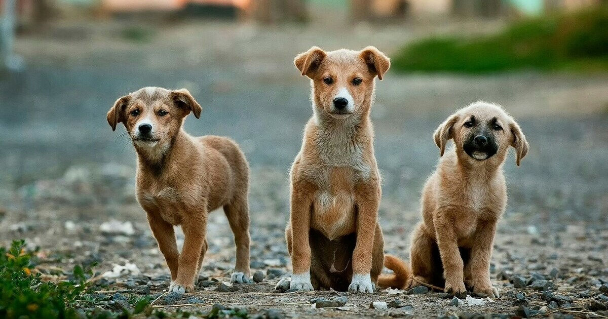 Situația animalelor fără adăpost a fost discutată în Parlament.