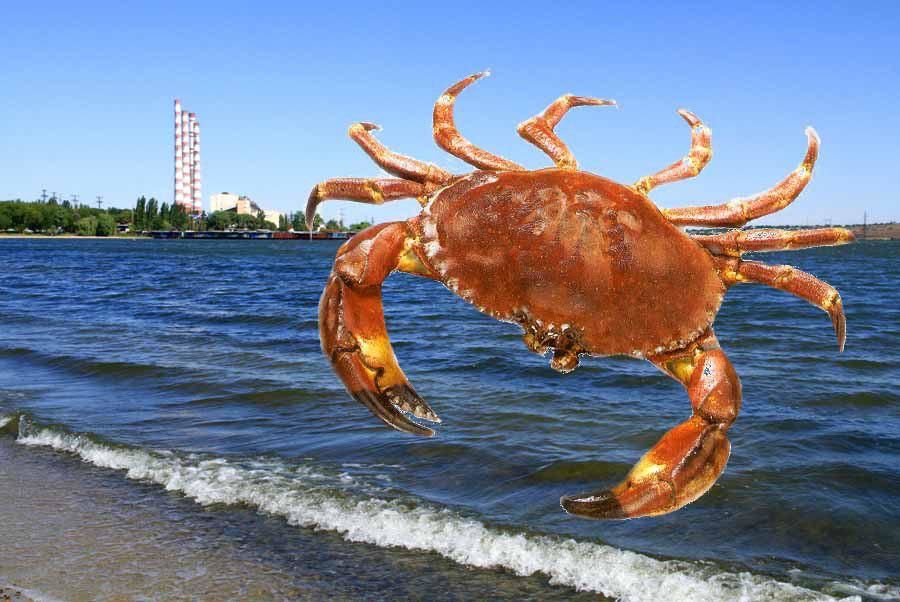 На Кучурганском водохранилище берег кишит крабами.