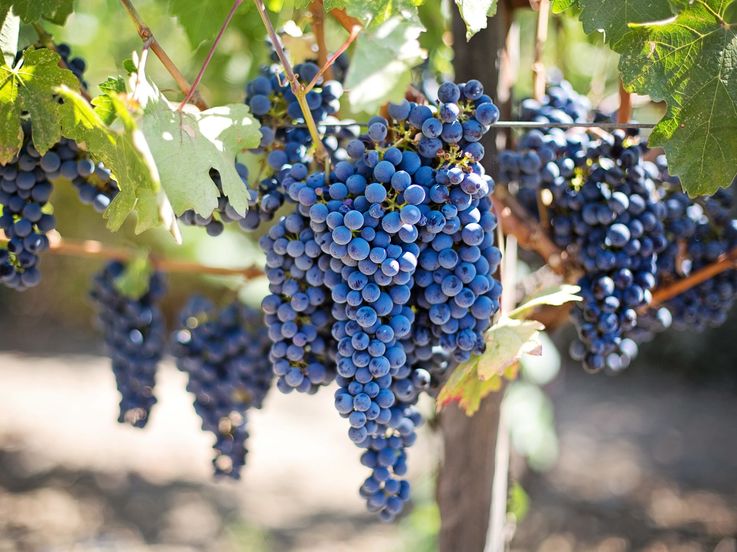Regiunea în care se produc cele mai scumpe vinuri din lume