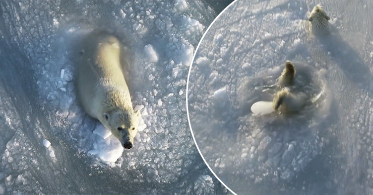 Камеры засняли белых медведей, резвящихся во льдах Чукотского моря.