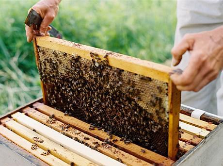 Peste 20 de apicultori din raionul Comrat au rămas fără albine în ultimele zile. Foto: fermierul.md