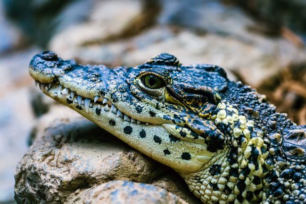 Crocodilul e mâncare de post? Răspunsul genial al unui preot. Foto: Antena3