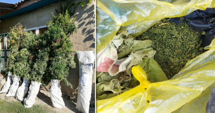 Более двух сотен кустов конопли нашла полиция в Комратском районе. Коллаж: Point.md.