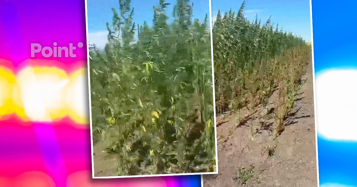 Poliția explică originea plantației de cânepă de lângă Chișinău: S-a dovedit a fi legală.