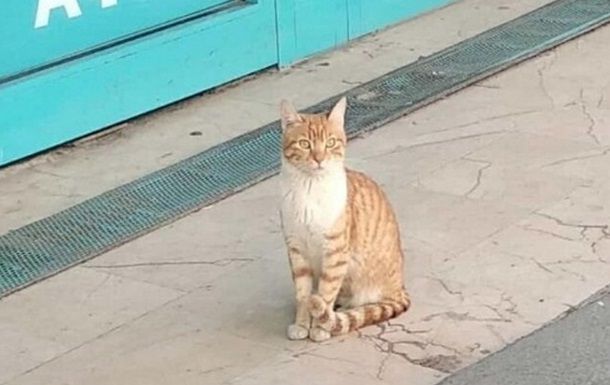 Кошка-охранник в супермаркете стала звездой сети.