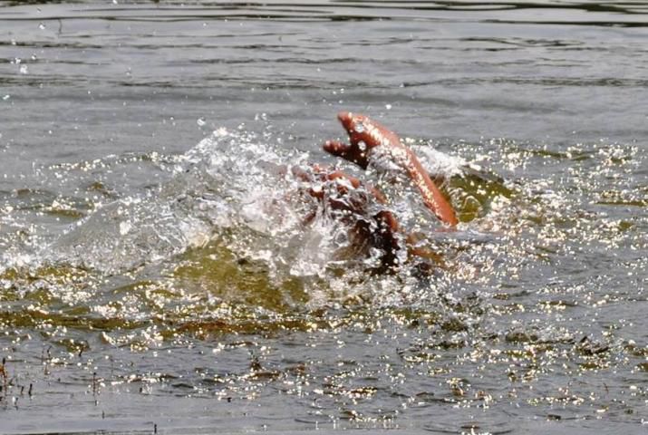 С начала лета в Молдове зарегистрировали уже 13 случаев гибели на воде.