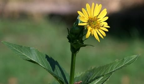 Industria biogazului din Germania ar putea înlocui porumbul cu planta Cupa. Foto: wikipedia.org