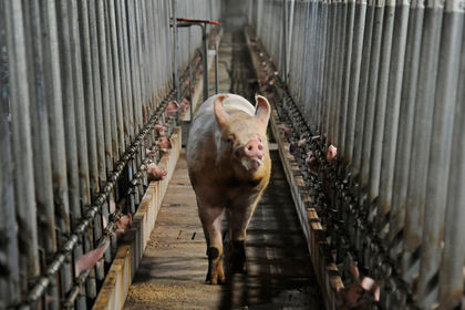 Ограничение связано с регистрацией в Румынии очага африканской чумы свиней. 