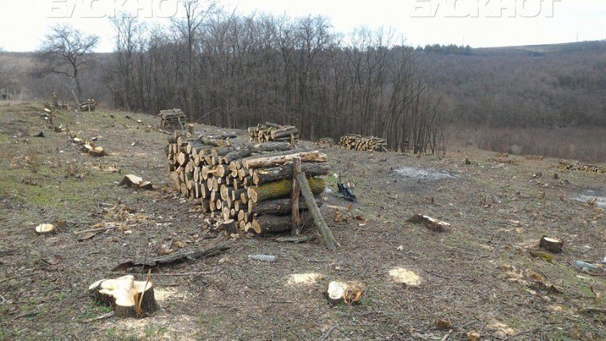Вырубку осуществили на территории, которая в три раза больше той, что проходит по документам.