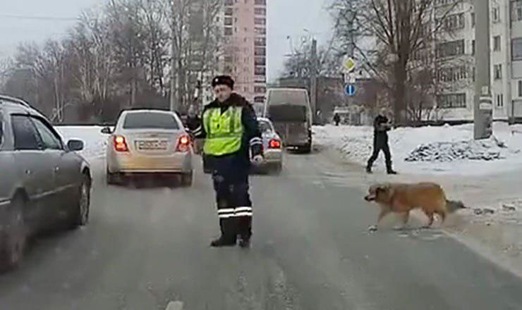 В России сотрудник ДПС перекрыл дорогу ради хромающего пса.