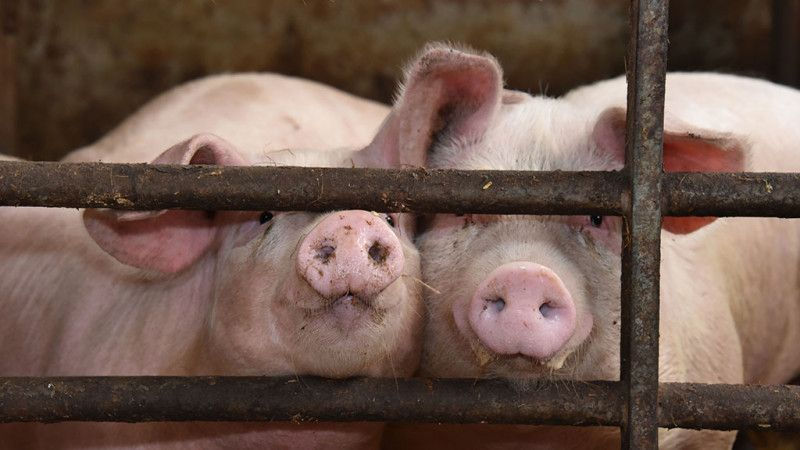 Moldova va importa porci, inclusiv pentru sacrificare, în ciuda lipsei deficitului.