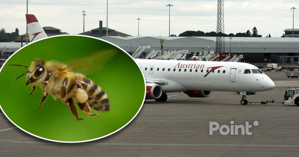 В Австрии вылет самолёта отменили из-за пчелы.