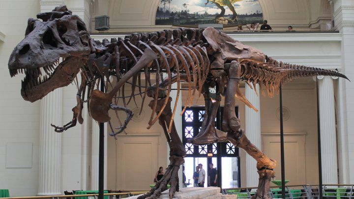 Ce se întâmplă cu celebrul dinozaur de la Muzeul din Chicago. Foto: publika.md