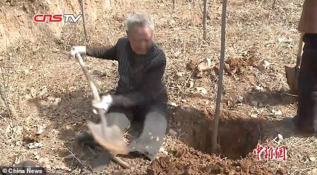 Житель Китая, бывший военный 70-летний Ма Сансао за 19 лет посадил свыше 17 тысяч деревьев.