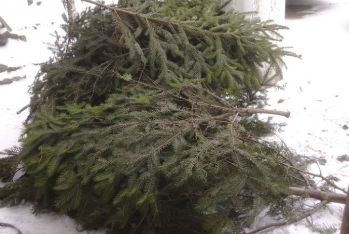 Pe parcursul sărbătorilor de iarnă în pepinierele Agenţiei de Stat “Moldsilva" au fost vînduţi opt mii de pomi de Anul Nou din oferta de circa 21 de mii de molizi şi pini.