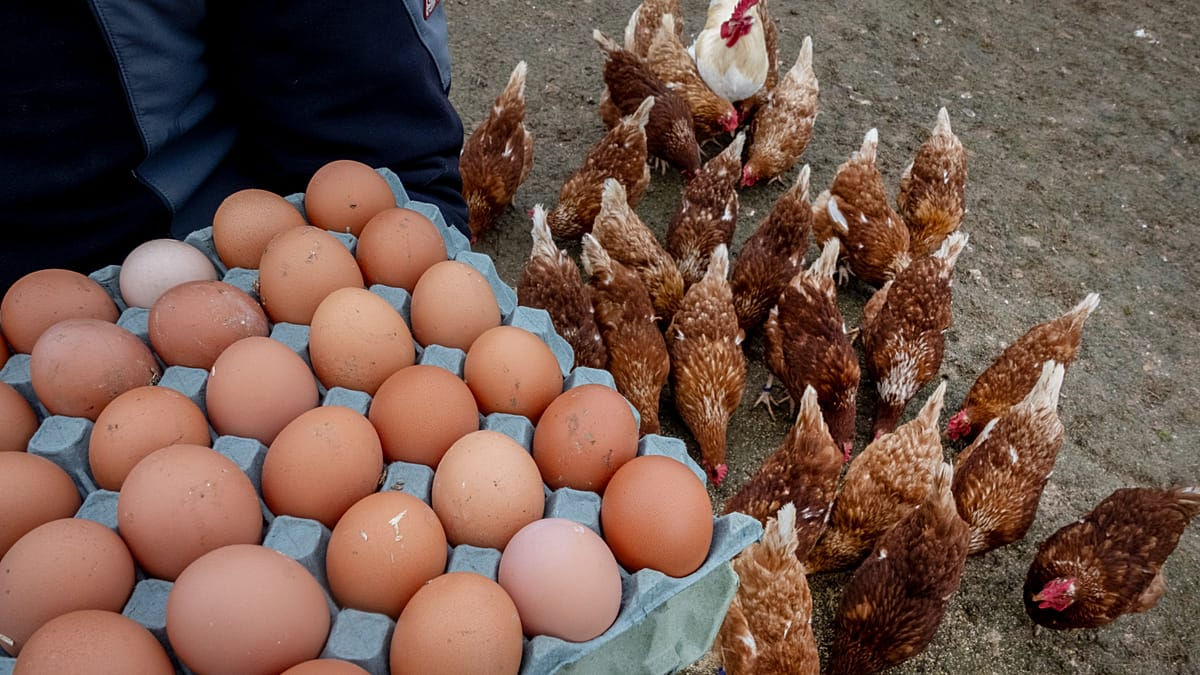 Франция столкнулась с дефицитом яиц.