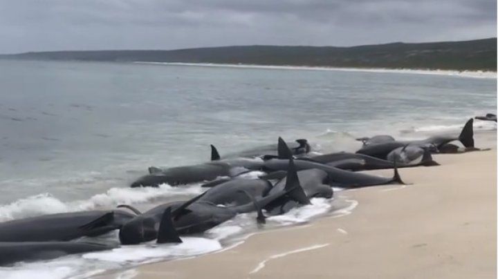 Balene moarte după ce au eșuat pe o plajă din Australia de Vest