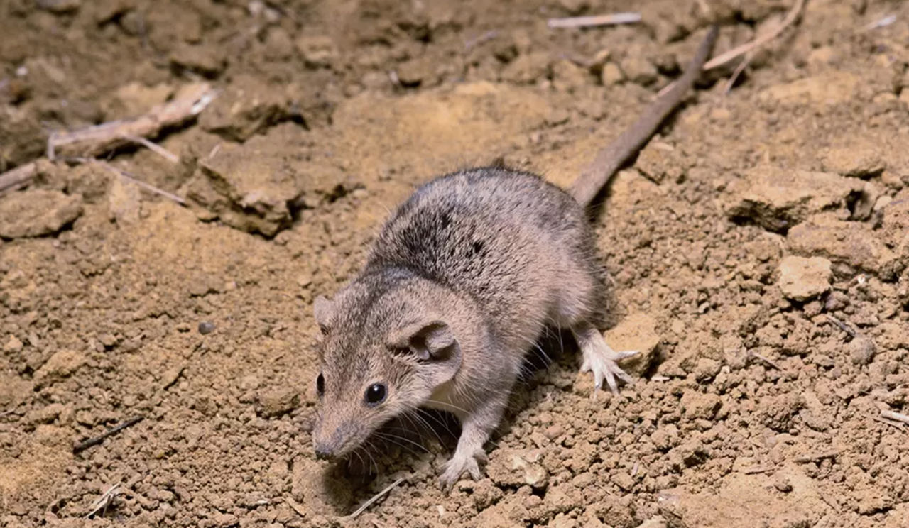 Oamenii de știință au descoperit o nouă specie dintre cele mai mici marsupiale din Australia.