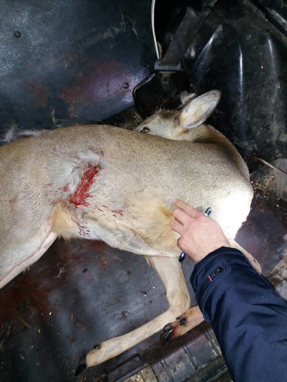 Au împușcat o căprioară și aveau arme fără acte. Braconierii, reținuți