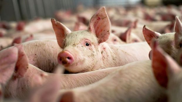 O nouă boală amenință fermele de porci din Republica Moldova. 