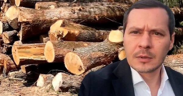 Кодряну: Под предлогом восстановительных работ вырубаются деревья.