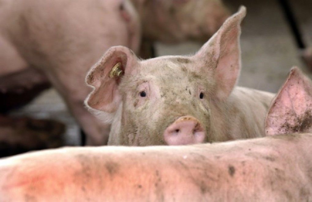 Focar de pestă porcină, depistat în ajun de Crăciun pe stil vechi