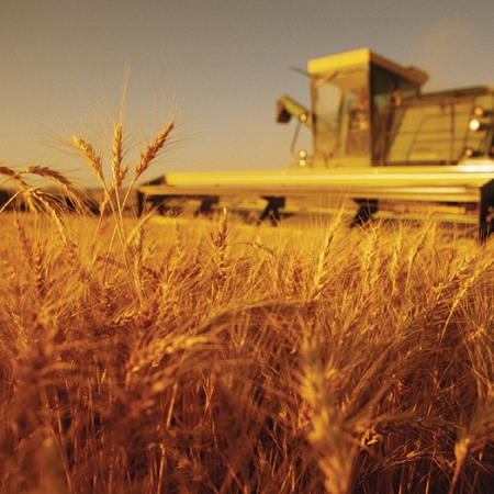  Agricultorii riscă să nu mai primească subvențiile promise de stat pentru pagubele provocate de secetă.