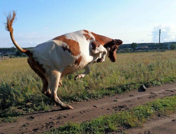 На территории Молдовы выявлено четыре случая бешенства. Фото: agronomu.com.