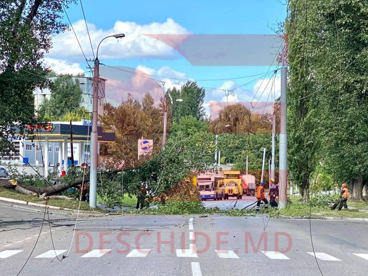 На Мунчештской нарушено движение: дерево упало на линии электропередач.