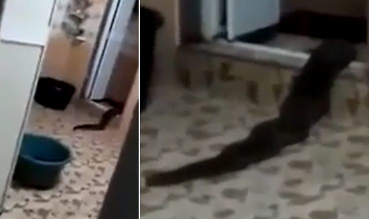 Супруги поймали животное, засунули в мешок и выпустили в близлежащую реку.