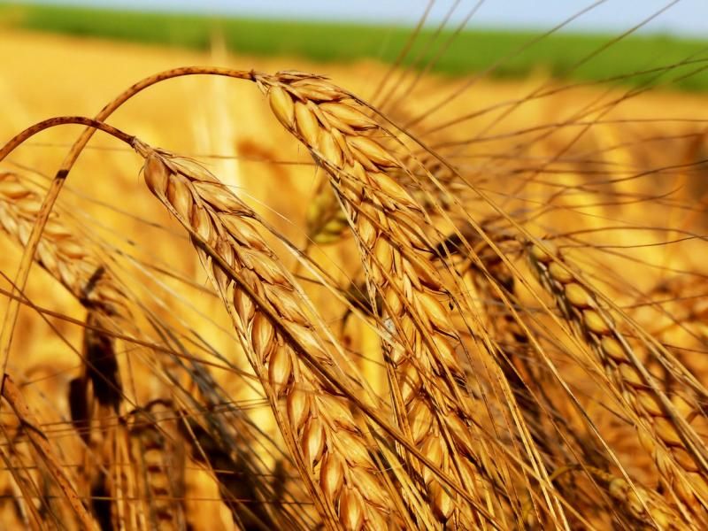 Урожай в 2 раза превысил потребности региона. Фото: sibai.ru