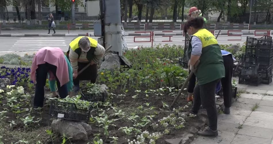 Бельцкие клумбы этим летом украсят 85 000 цветов.