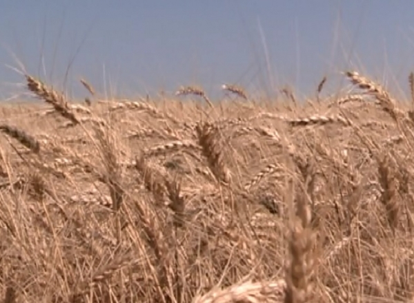 Vremea buna din acest an a umplut hambarele cu cereale.