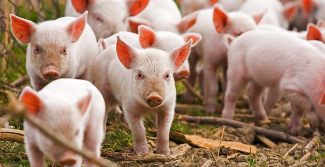 Guvernul vrea să modifice complet modul de sacrificare a animalelor domestice.