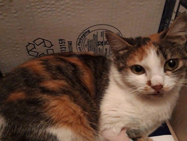 Женщина с ребенком спасла в Кишиневе кошку, которую переехала машина.