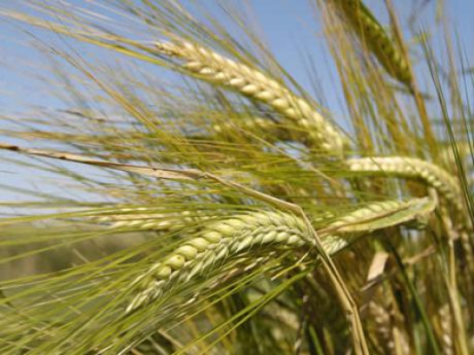 Tot mai mulţi agricultori sunt interesaţi de aplicarea unor tehnologii corecte pentru a compensa lipsa apei din sol