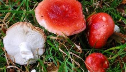 De la începutul anului au fost înregistrate zece cazuri de intoxicare cu ciuperci. 