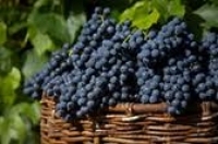 Poama în acest an va avea un nivel mai ridicat de glucoză, dar va fi mai săracă cantitativ comparativ cu anul trecut