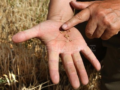 Preţurile alimentelor la nivel mondial, măsurate de ONU, se află, încă, cu 10% sub nivelul record înregistrat în februarie 2011.