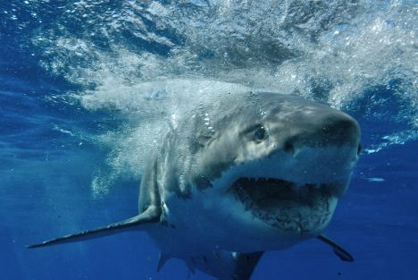 Ученые выяснили: хищники могут загорать, но при этом им не грозят кожные заболевания.