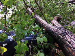 Un copac s-a prăbuşit în această dimineaţă peste o staţie din Capitală. Foto: ziuaconstanta.ro