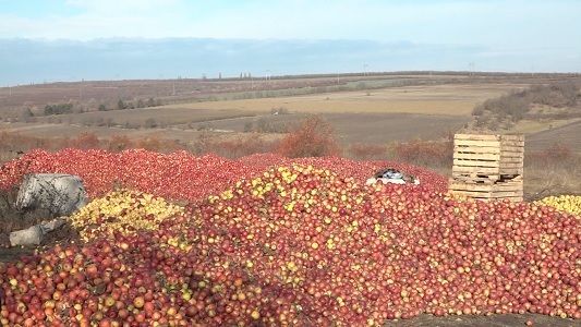 Цена на яблоки аграриев не устраивает.
