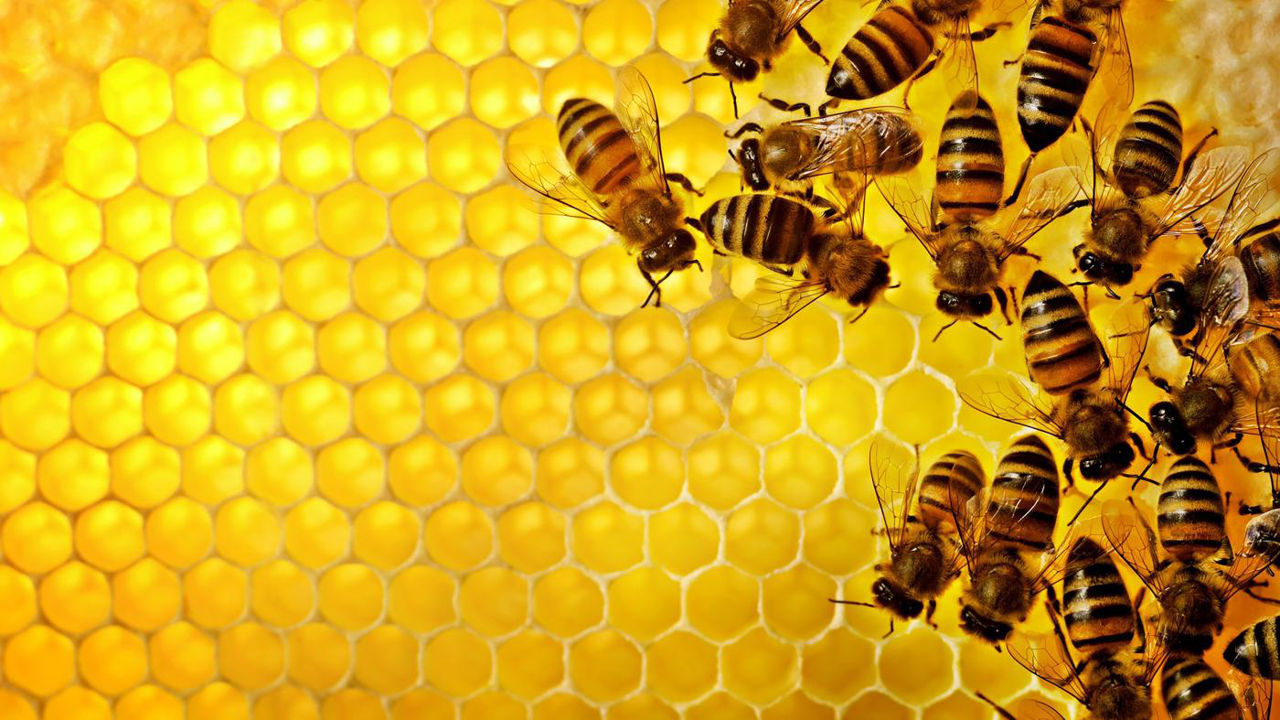 Началось пилотное тестирование приложения „Beeprotect”.