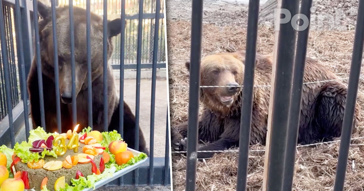 Vorciun, ursul de la Grădina Zoologică din Chişinău, a sărbătorit 34 de ani.