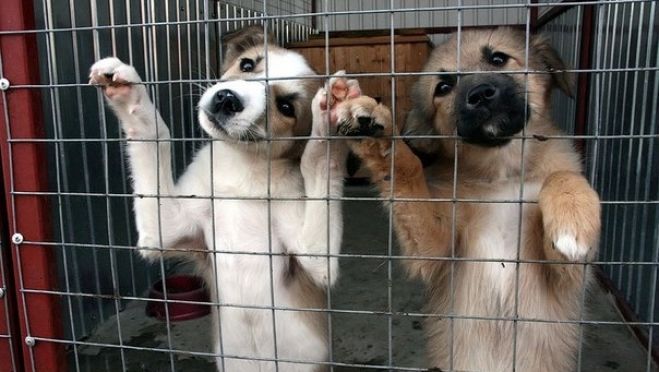 Волонтеры Молдовы призывают жителей не покупать домашних питомцев, а брать их из приютов.