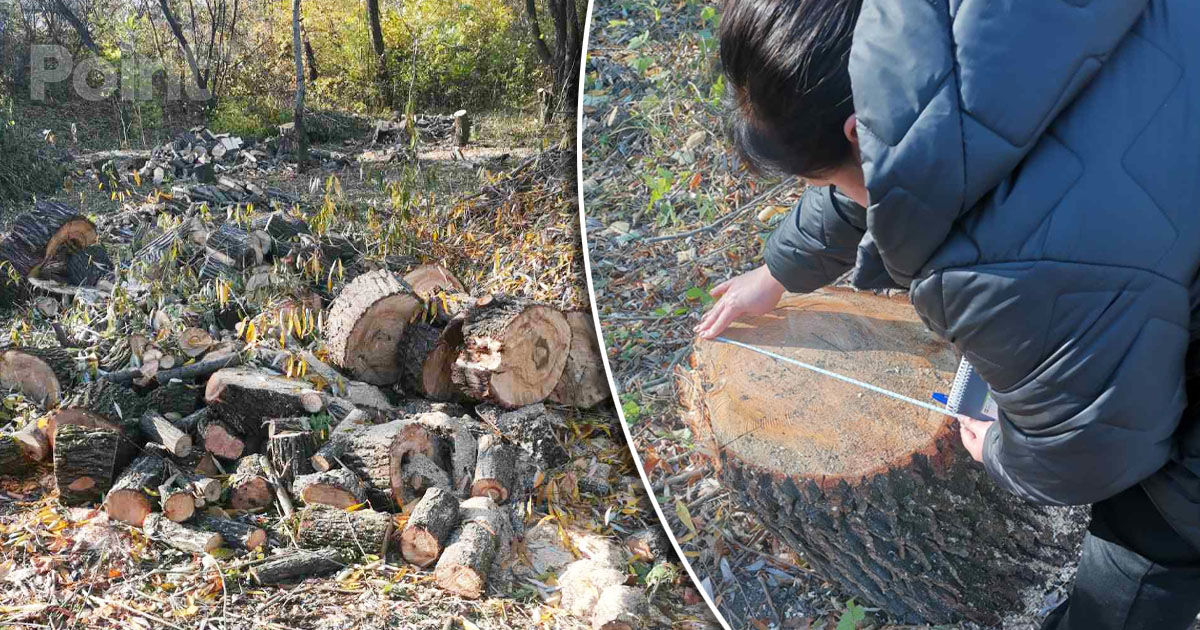 Un bărbat, amendat cu 16.000 de lei pentru că a tăiat ilegal 11 arbori.