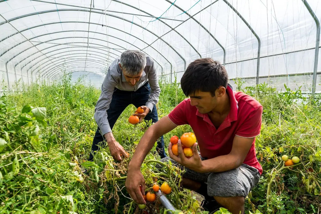 Lipsa lucrătorilor agricoli amenință securitatea alimentară a Regatului Unit.