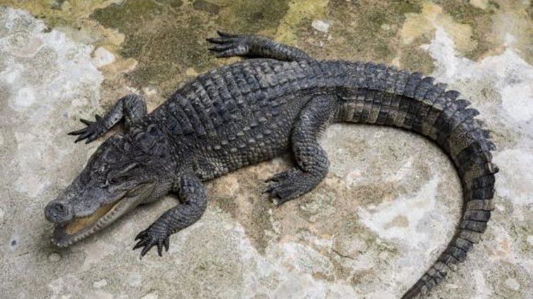 Poliţiştii ruşi au găsit un crocodil de Nil la subsolul unei locuinţe. Foto: digi24.ro